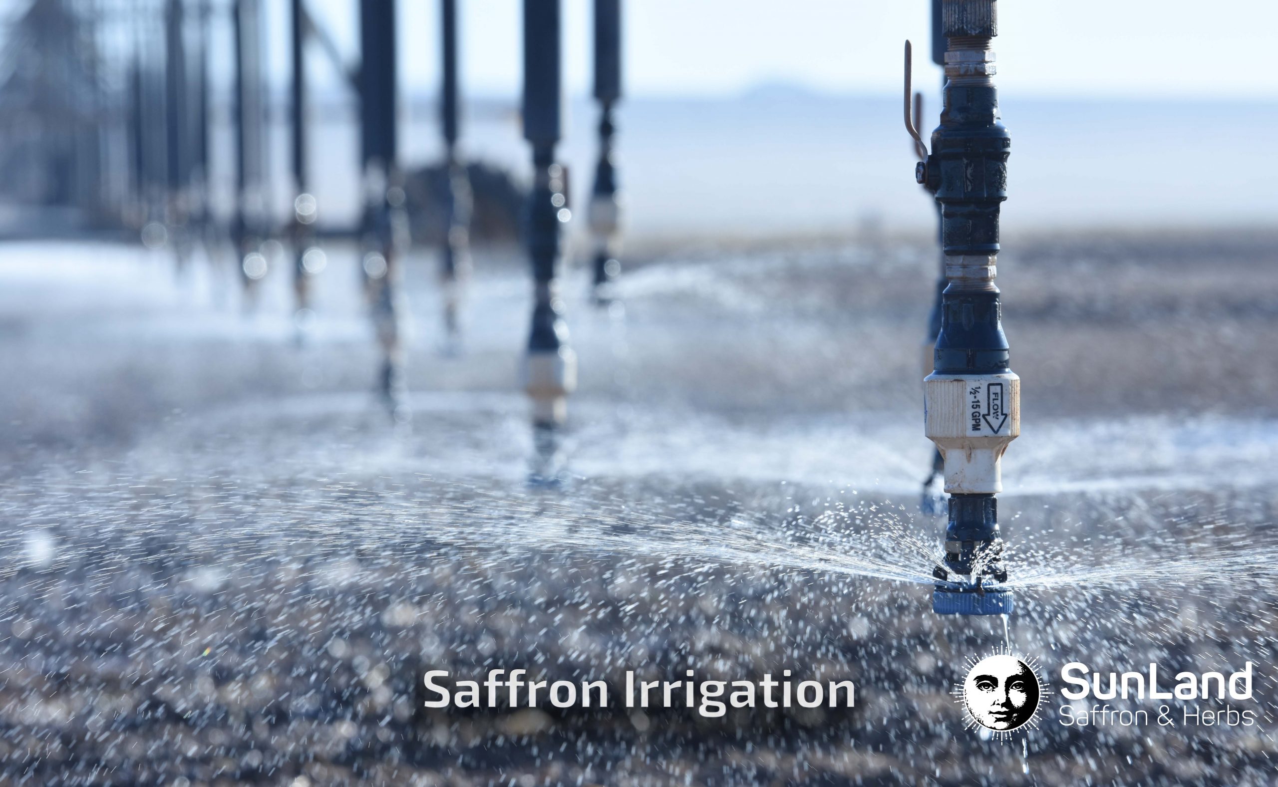 saffron irrigation 1