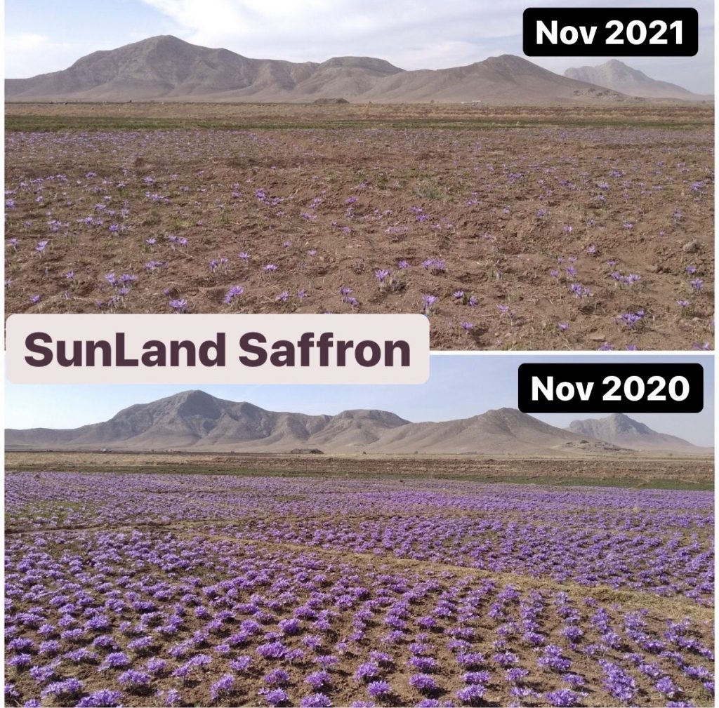 saffron production 2020-2021