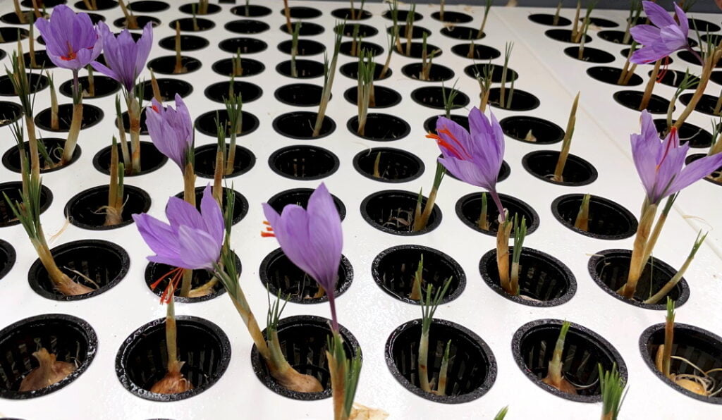 saffron Hydroponic cultivation 