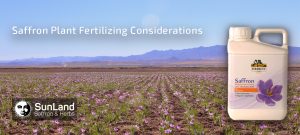 saffron fertilizing considerations