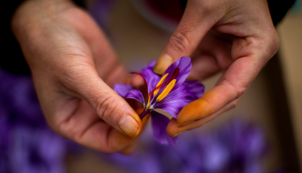 what is saffron?