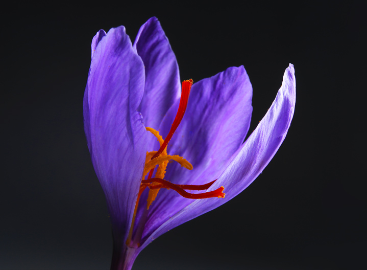 saffron flower